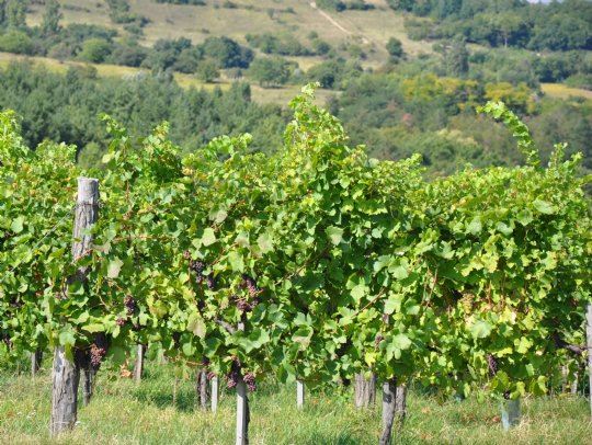 Vinmarker i Ungarn | Landal GreenParks