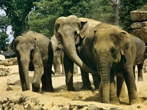 Elefanter | WILDLANDS Adventure Zoo Emmen | Landal GreenParks