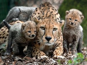 Gepard i Burgers Zoo | Ferie i Holland | Landal GreenParks