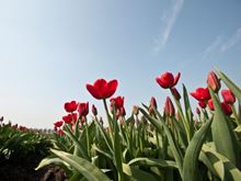 Tulipaner | Ferie i Holland | Landal GreenParks